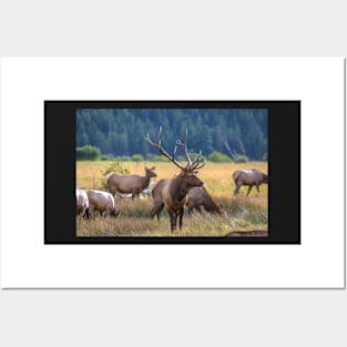 Rocky Mountain Moose Posters and Art